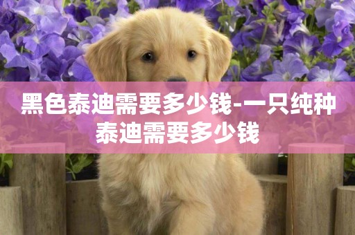 黑色泰迪需要多少錢-一只純種泰迪需要多少錢