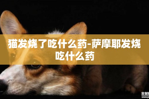 貓發燒了吃什么藥-薩摩耶發燒吃什么藥