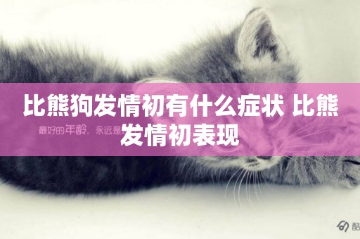 比熊狗發情初有什么癥狀 比熊發情初表現