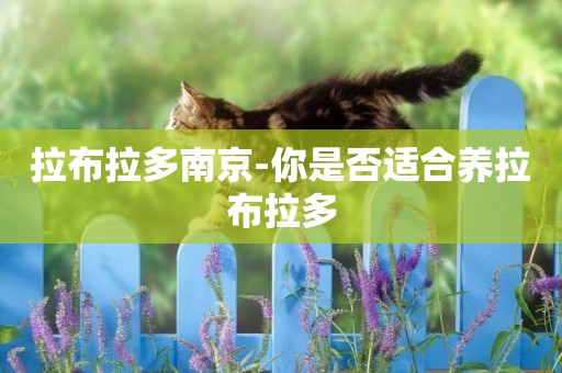 拉布拉多南京-你是否適合養拉布拉多