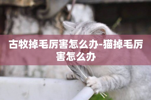 古牧掉毛厲害怎么辦-貓掉毛厲害怎么辦