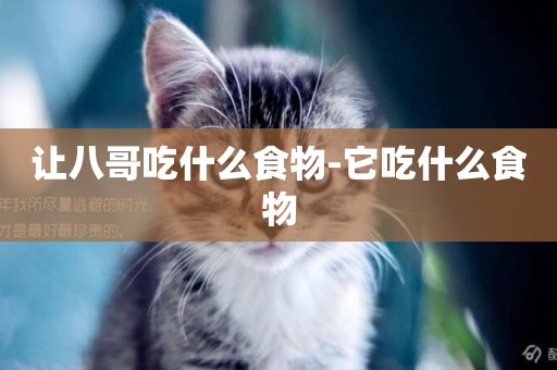 讓八哥吃什么食物-它吃什么食物