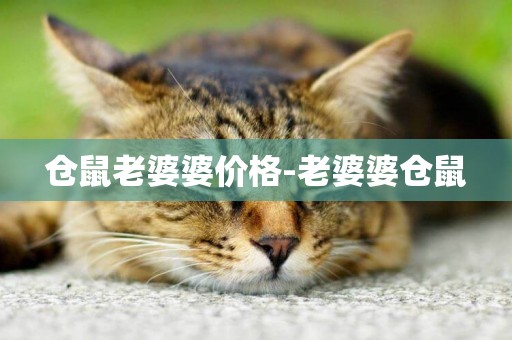 倉鼠老婆婆價格-老婆婆倉鼠