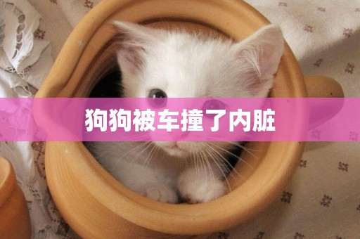 狗狗被車撞了內臟