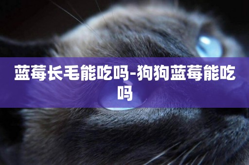 藍莓長毛能吃嗎-狗狗藍莓能吃嗎