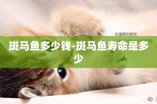 斑馬魚多少錢-斑馬魚壽命是多少