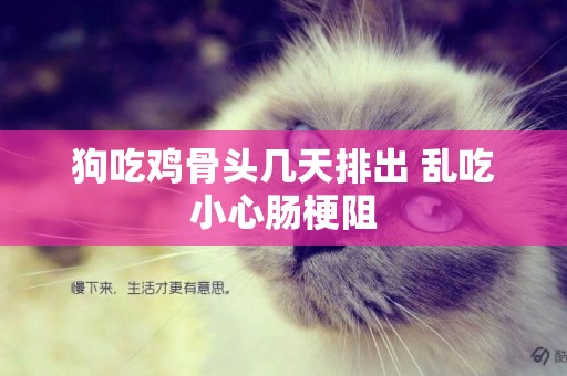 狗吃雞骨頭幾天排出 亂吃小心腸梗阻