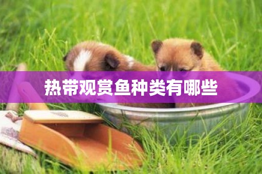 熱帶觀賞魚種類有哪些