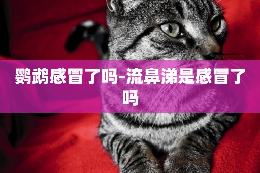 鸚鵡感冒了嗎-流鼻涕是感冒了嗎
