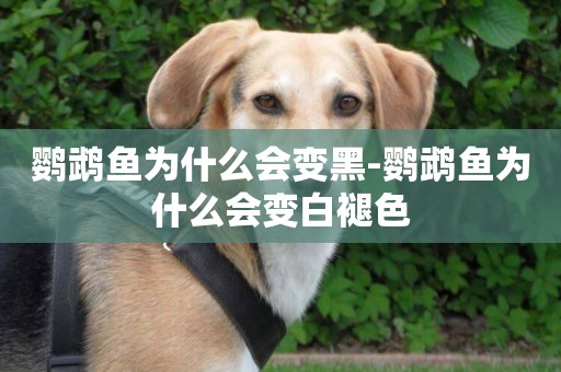 鸚鵡魚為什么會變黑-鸚鵡魚為什么會變白褪色