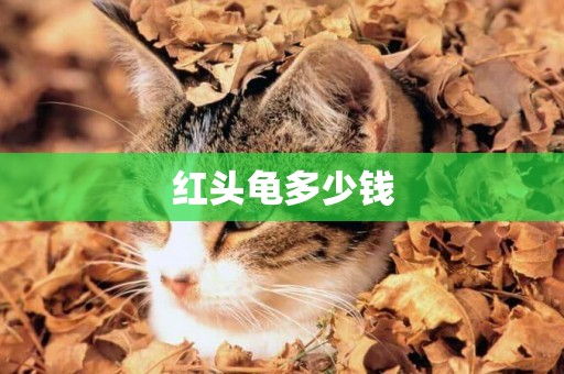 紅頭龜多少錢