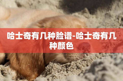 哈士奇有幾種臉譜-哈士奇有幾種顏色