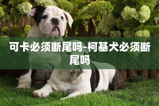 可卡必須斷尾嗎-柯基犬必須斷尾嗎