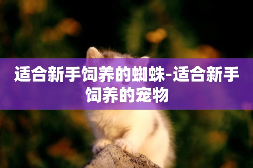 適合新手飼養的蜘蛛-適合新手飼養的寵物