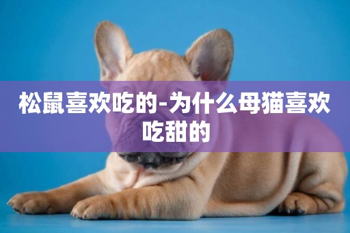 松鼠喜歡吃的-為什么母貓喜歡吃甜的