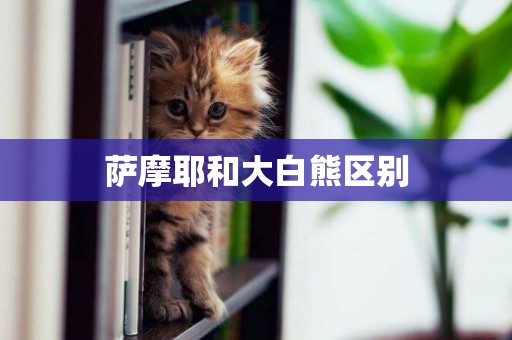 薩摩耶和大白熊區別
