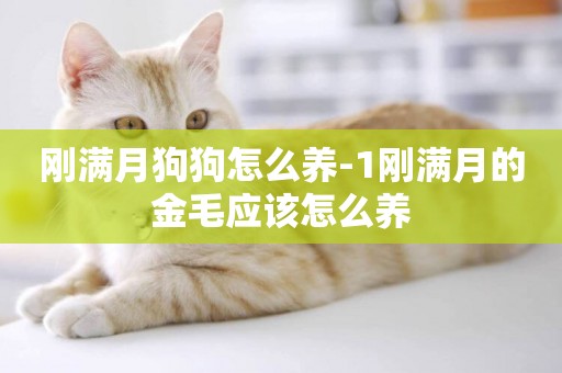 剛滿月狗狗怎么養-1剛滿月的金毛應該怎么養