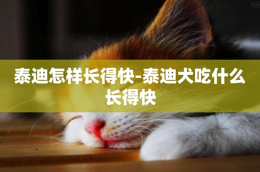 泰迪怎樣長得快-泰迪犬吃什么長得快
