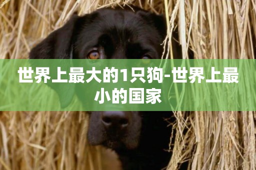 世界上最大的1只狗-世界上最小的國家