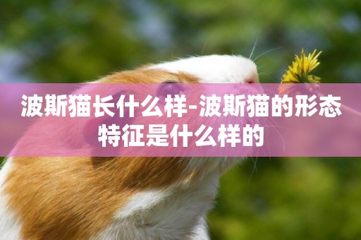 波斯貓長什么樣-波斯貓的形態特征是什么樣的
