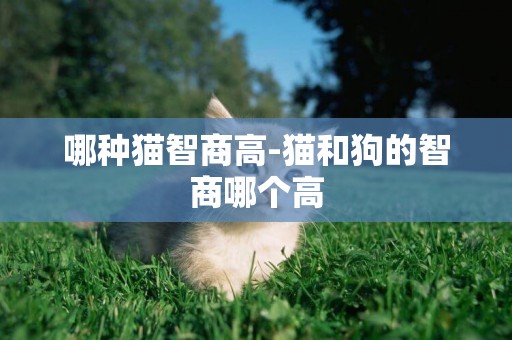 哪種貓智商高-貓和狗的智商哪個高
