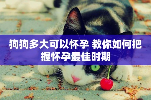 狗狗多大可以懷孕 教你如何把握懷孕最佳時期