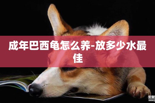 成年巴西龜怎么養-放多少水最佳