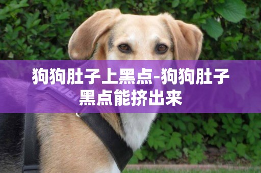 狗狗肚子上黑點-狗狗肚子黑點能擠出來