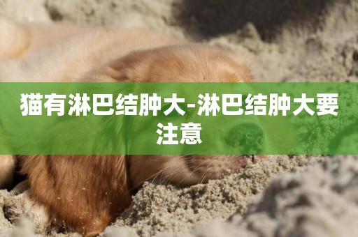 貓有淋巴結腫大-淋巴結腫大要注意