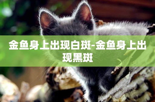 金魚身上出現白斑-金魚身上出現黑斑