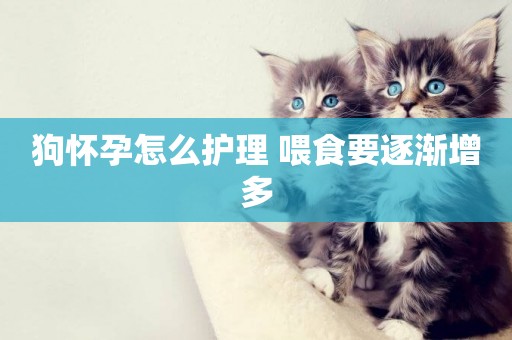狗懷孕怎么護理 喂食要逐漸增多
