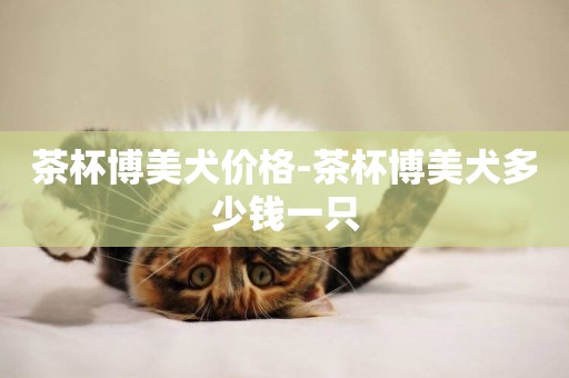 茶杯博美犬價格-茶杯博美犬多少錢一只