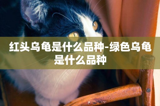 紅頭烏龜是什么品種-綠色烏龜是什么品種