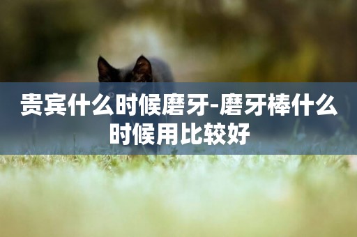 貴賓什么時候磨牙-磨牙棒什么時候用比較好