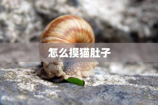 怎么摸貓肚子