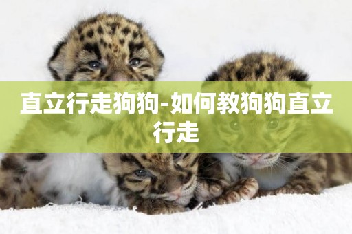 直立行走狗狗-如何教狗狗直立行走