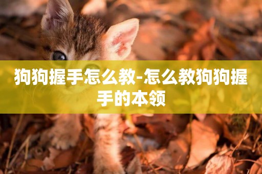 狗狗握手怎么教-怎么教狗狗握手的本領