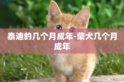 泰迪的幾個月成年-柴犬幾個月成年