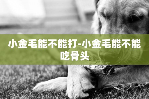 小金毛能不能打-小金毛能不能吃骨頭