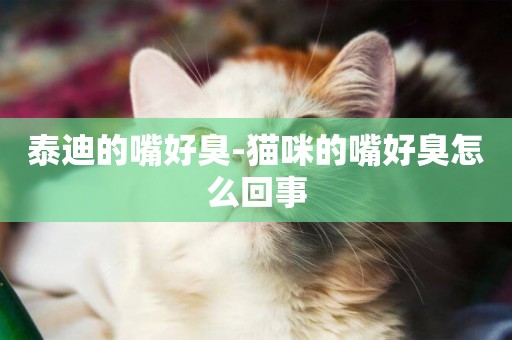 泰迪的嘴好臭-貓咪的嘴好臭怎么回事