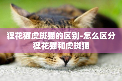 貍花貓虎斑貓的區別-怎么區分貍花貓和虎斑貓