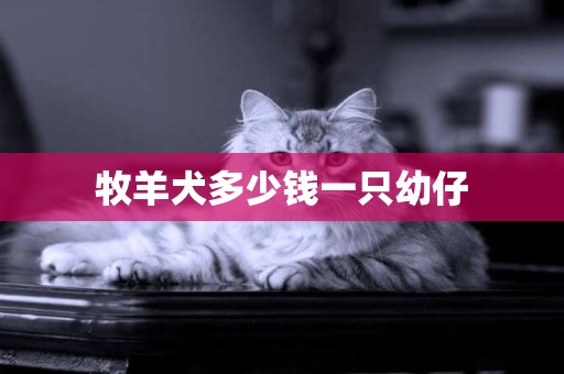 牧羊犬多少錢一只幼仔