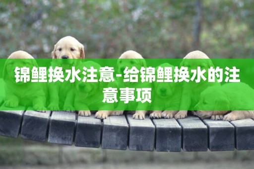 錦鯉換水注意-給錦鯉換水的注意事項