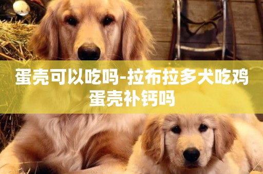 蛋殼可以吃嗎-拉布拉多犬吃雞蛋殼補鈣嗎
