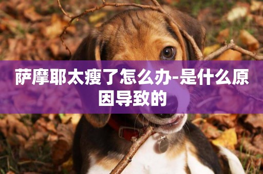 薩摩耶太瘦了怎么辦-是什么原因導致的