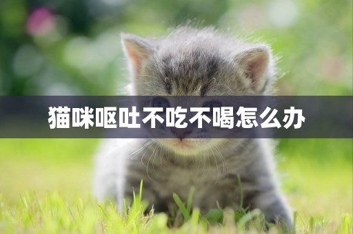 貓咪嘔吐不吃不喝怎么辦