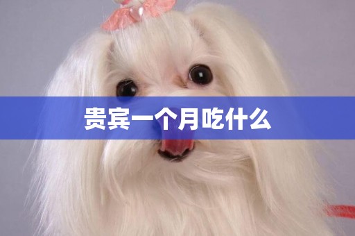 貴賓一個月吃什么