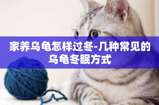 家養烏龜怎樣過冬-幾種常見的烏龜冬眠方式