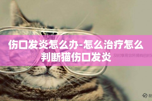 傷口發炎怎么辦-怎么治療怎么判斷貓傷口發炎