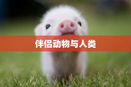 伴侶動物與人類
